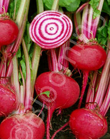 Beta vulgaris 'Chioggia'